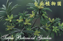 臺灣油杉，雄花毬的圖片