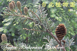 臺灣油杉，毬果的圖片