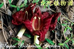 蠟腸樹，花朵的圖片