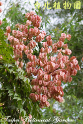 臺灣欒樹，果實的圖片