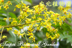 臺灣欒樹，花朵的圖片