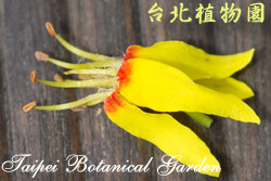 臺灣欒樹，花朵與花蕊的圖片