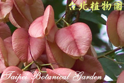 臺灣欒樹，果實的圖片