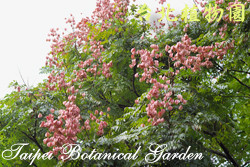 臺灣欒樹，樹的圖片