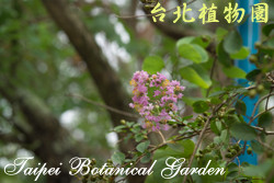 紫薇，花朵的圖片