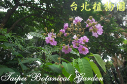 大花紫薇，花朵的圖片