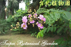 大花紫薇，花朵的圖片