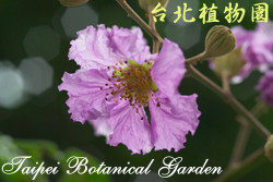 大花紫薇，花朵的圖片