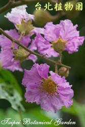 大花紫薇，花朵的圖片