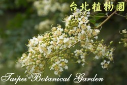 九芎，花朵的圖片