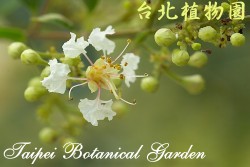 九芎，花朵的圖片