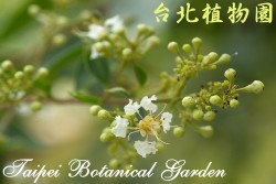 九芎，花朵的圖片