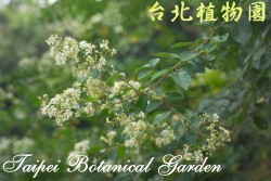 九芎，花朵與葉的圖片