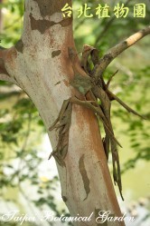 九芎，樹幹的圖片