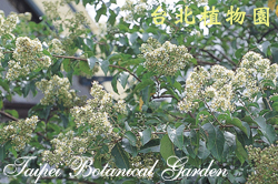 九芎，花朵的圖片