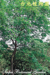 九芎，樹的圖片