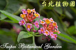 馬纓丹，花朵的圖片