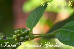 馬纓丹，果實的圖片