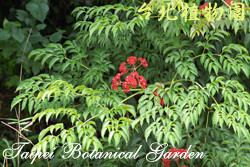 火筒樹，葉子的圖片