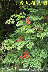 火筒樹，葉子的圖片