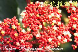 火筒樹，果實的圖片