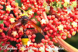 火筒樹，果實的圖片