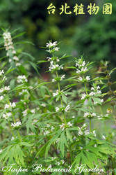 益母草，花朵與莖的圖片