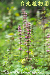 益母草，花朵的圖片