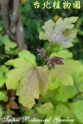 楓香，幼株葉子的圖片