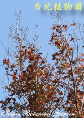 楓香，葉子的圖片(葉呈紅色)