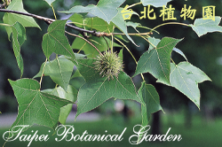 楓香，果實的圖片