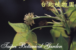 楓香，雌花的圖片