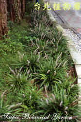 闊葉麥門冬，葉子的圖片