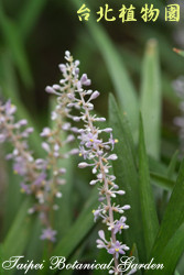 闊葉麥門冬，花朵的圖片