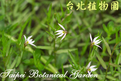 半邊蓮，花朵與葉的圖片