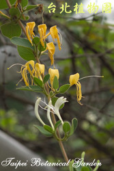 金銀花，葉子與莖的圖片