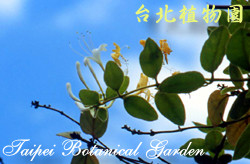 金銀花，花與葉的圖片