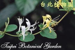 金銀花，花朵的圖片