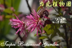 紅花繼木,特寫兩朵花的圖片