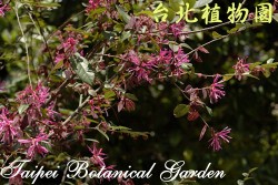 紅花繼木,樹的局部圖片