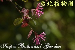 紅花繼木，花與枝條的圖片