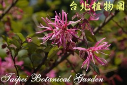 紅花繼木，三朵花的特寫圖片