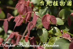 紅花繼木，紅色葉子的圖片花朵的圖片