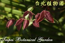 紅花繼木，紅色葉子特寫的圖片