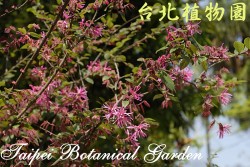 紅花繼木，枝條局部特寫的圖片