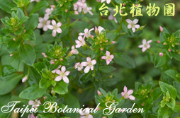 茅毛珍珠菜，花朵與葉的圖片