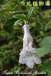 石吊蘭，花呈垂直倒吊的圖片