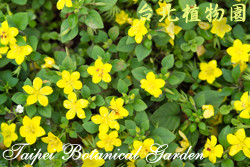 蓬萊珍珠菜，花朵與葉的圖片