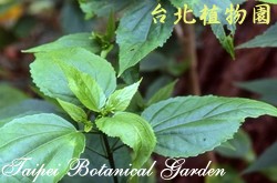 南美朱槿，葉子的圖片