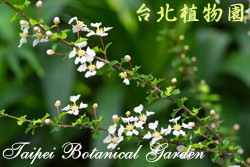 刺葉黃褥花，花朵的圖片